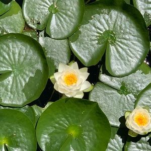 Meet your Posher, Gina